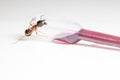 Ant on an pipette