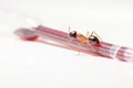 Ant on an pipette