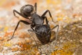 Ant pit stop Royalty Free Stock Photo