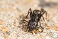 Ant pit stop Royalty Free Stock Photo