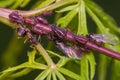 Ant with plant lice Royalty Free Stock Photo