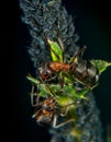 Ant and plant lice Royalty Free Stock Photo