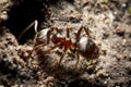 Ants near an anthil