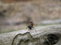 an ant ready to attack Royalty Free Stock Photo
