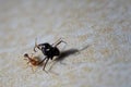 An ant is preying on another, bigger ant