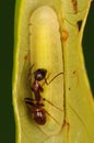 Ant is protecting the larva of butterfly/ gossamer-winged butterfly