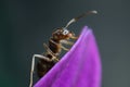 Ant on a purple red flower petal. Close up shot