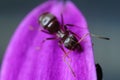 Ant on a purple red flower petal. Close up shot Royalty Free Stock Photo