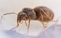 Ant queen Royalty Free Stock Photo