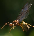 Ant queen trapped on a spider web Royalty Free Stock Photo