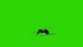 Ant queen with wings, seamless loop 4K, Green Screen Chromakey