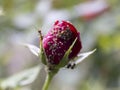 Ant on the red roses leaf, macro close up Royalty Free Stock Photo