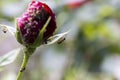 Ant on the red roses leaf, macro close up Royalty Free Stock Photo