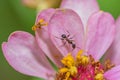 An ant retrieving pollen from a pink flower