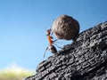 Ant rolls stone uphill