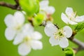 The ant runs on a blossoming branch of plum Royalty Free Stock Photo