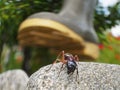ant's life is danger
