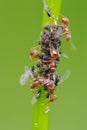 Ant's pasture with plant louse