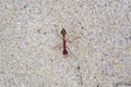 Ant on sand Royalty Free Stock Photo