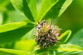 An ant scrambles over a clover flower. Close-up photo. Royalty Free Stock Photo