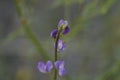 California Wildflower Series - Lavender Blue Sweet Pea Blooms with Ant