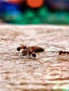 Ant semut kerjakeras fauna Royalty Free Stock Photo