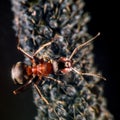 Ant and plant lice Royalty Free Stock Photo