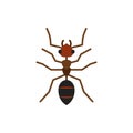 Ant insect animal single flat color vector icon Royalty Free Stock Photo