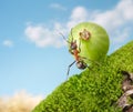 Ant Sisyphus rolls berry upgrade, concept Royalty Free Stock Photo