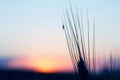 The Ant Sits On The Ear Of Wheat On Sunset Background