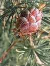 Ant sits on a fir cone, selective focus Royalty Free Stock Photo