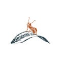 Ant sitting on a leaf, graphic illustration in vector. Hand-drawn insect in engraving style. Royalty Free Stock Photo