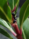 Ant Smile please Royalty Free Stock Photo