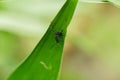 An ant soldier walking on a leaf