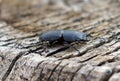 Ant and stag beetle Royalty Free Stock Photo