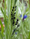 Ant standing on grass Royalty Free Stock Photo