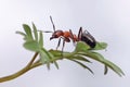 The ant systematically examines the young leaves of the grass. Royalty Free Stock Photo