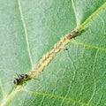 Ant tending aphids herd on leaf