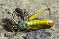 The ant tightens the grasshopper Royalty Free Stock Photo