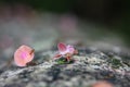 Ant trail carrying beautiful pink flowers on a tree Royalty Free Stock Photo
