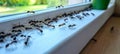 Ant Trail On Windowsill Exploring, Organized, Busy., Line Of Insects Marching Inside A House. Royalty Free Stock Photo