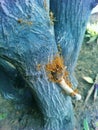 ant in the tree