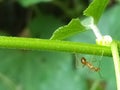 An ant on tree Royalty Free Stock Photo