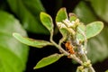 An ant is trying to climb to the top of the leaf to find food in the garden, living and working alone. Macro focus. The background