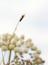 A carpenter ant climbing Royalty Free Stock Photo