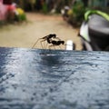 ant two romance beauty Royalty Free Stock Photo