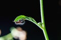 Ant Upsidedown Under Green Leaf