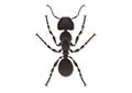 Ant Vector Art Isolated on White Background Royalty Free Stock Photo