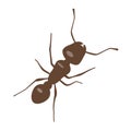Ant vector illustration. Brown little ant on white background Royalty Free Stock Photo