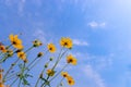 ant view Starburst flower against blue sky Royalty Free Stock Photo